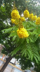 Cenostigma pluviosum