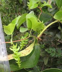 Cissampelos mucronata