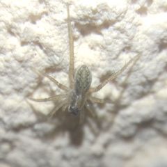 Lycosidae