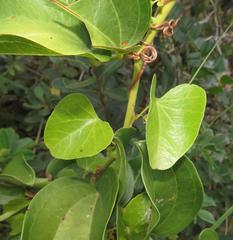 Cissampelos mucronata