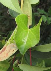 Cissampelos mucronata