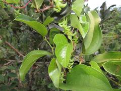 Cissampelos mucronata