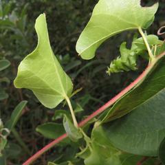 Cissampelos mucronata