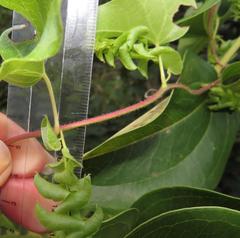 Cissampelos mucronata