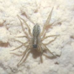 Lycosidae