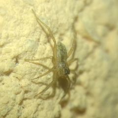 Lycosidae