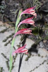 Gladiolus guthriei