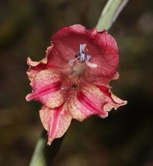 Gladiolus guthriei