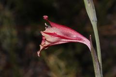 Gladiolus guthriei