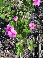 Catharanthus roseus image