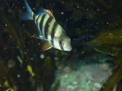 Diplodus hottentotus