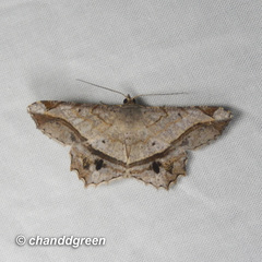 Chiasmia monticolaria