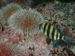 Diplodus hottentotus