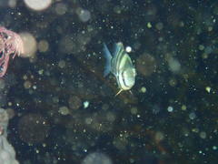 Diplodus hottentotus