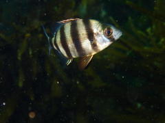 Diplodus hottentotus