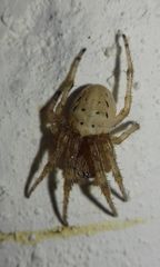 Araneidae