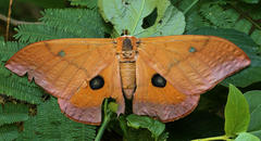 Pseudobunaea natalensis