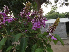 Millettia peguensis