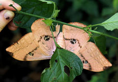 Pseudobunaea natalensis