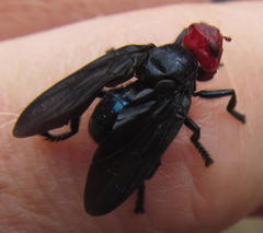 Bromophila caffra