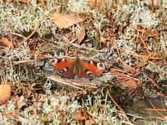 Aglais io