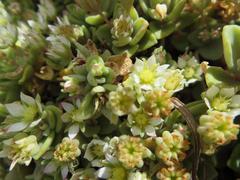 Crassula pellucida pellucida