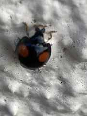 Harmonia axyridis