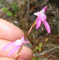 Disa inflexa