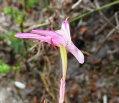 Disa inflexa