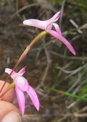 Disa inflexa