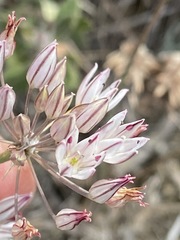 Allium moschatum