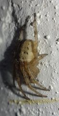 Araneidae