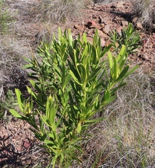 Leucadendron cryptocephalum