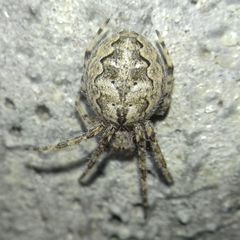 Larinioides