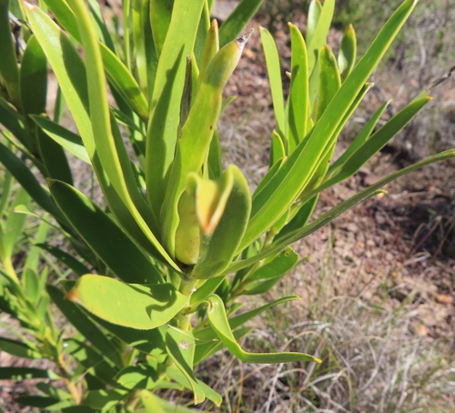 Image of Leucadendron cryptocephalum by (c) linkie, some rights reserved (CC BY)