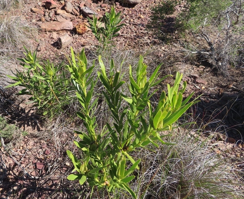 Image of Leucadendron cryptocephalum by (c) linkie, some rights reserved (CC BY)