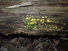 Calycina confluens