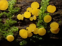 Calycina confluens