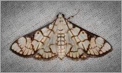 Aphytoceros lucusalis