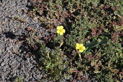 Oxalis callosa