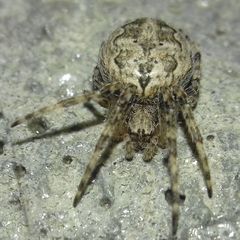 Larinioides
