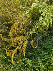 Solidago canadensis