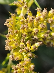 Solidago canadensis