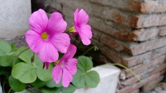 Oxalis bowiei