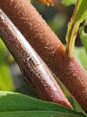 Solidago canadensis