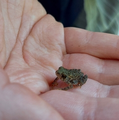 Anaxyrus americanus