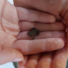 Anaxyrus americanus