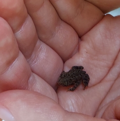 Anaxyrus americanus