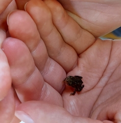 Anaxyrus americanus