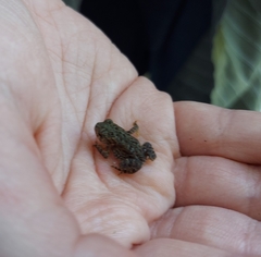 Anaxyrus americanus